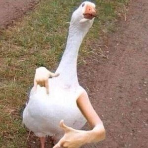 Meet your Posher, Savannah